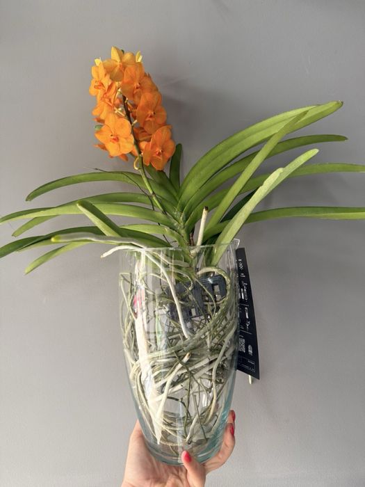 Орхідея Ванда, vanda