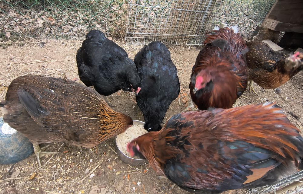 Jaja legowe kury silki, Silka paint, araukana bezogoniasta