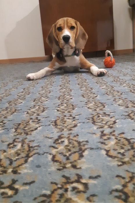 Случка, вязка бигль.