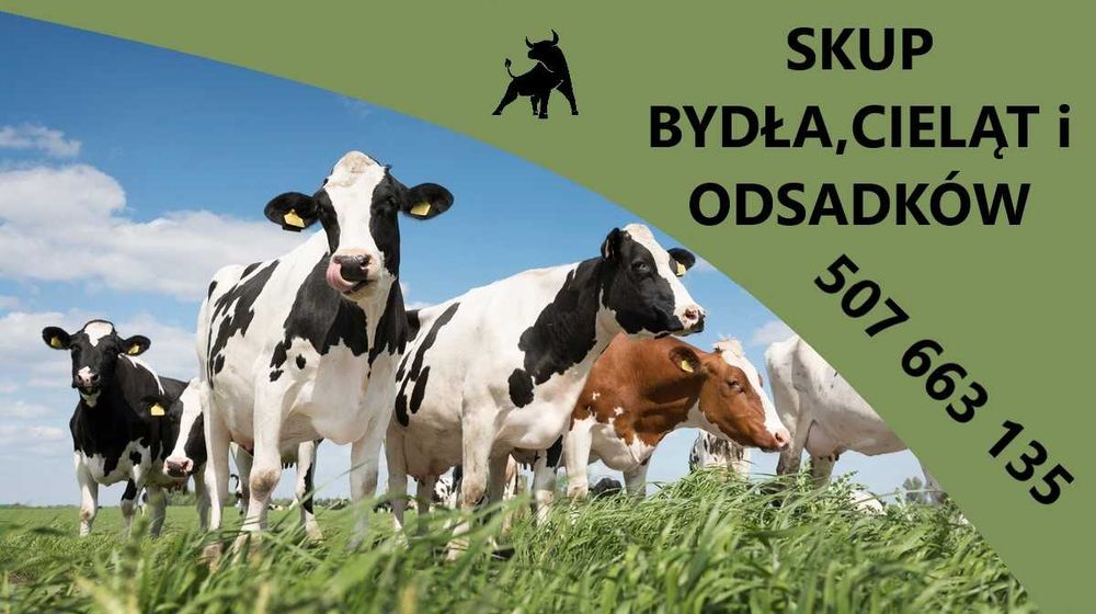 Skup bydła,cieląt i odsadków gotówka/przelew na miejscu