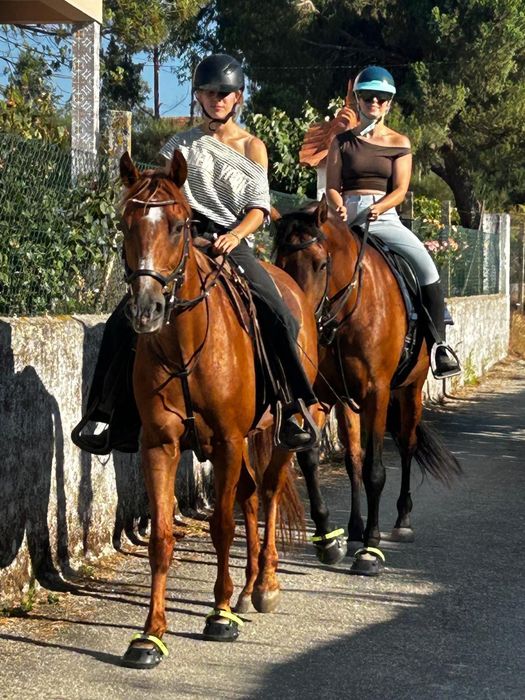 Horse for sale/cavalo a vende
