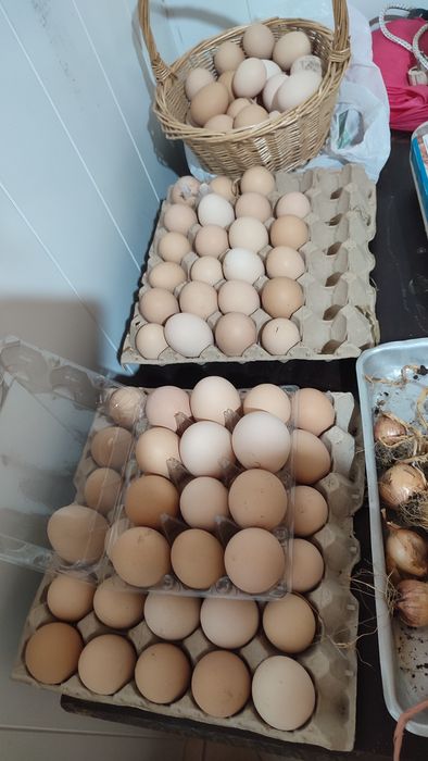 Ovos caseiros para venda