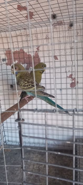 Casal de periquitos black