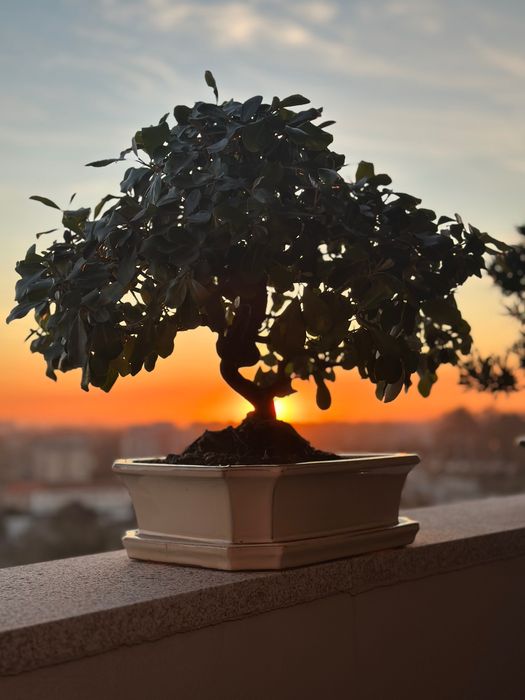Bonsai Eleagnus Umbelatum, 24 anos do Japão
