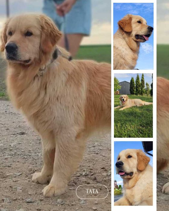 Golden retriever suczka szczenię rodzice HDA, ED0, badania genetyczne