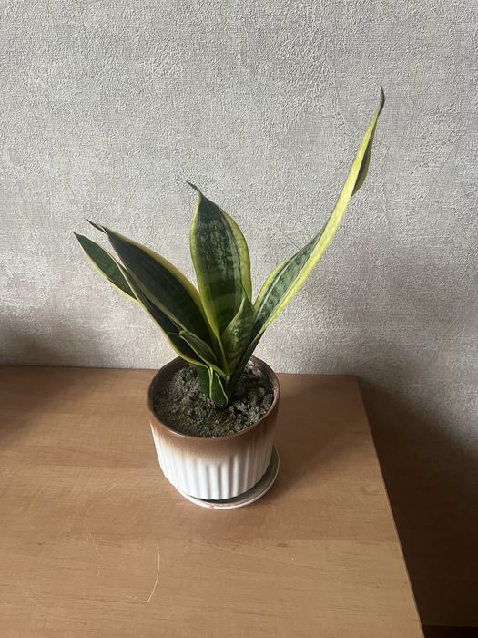 Сансівієрія ////