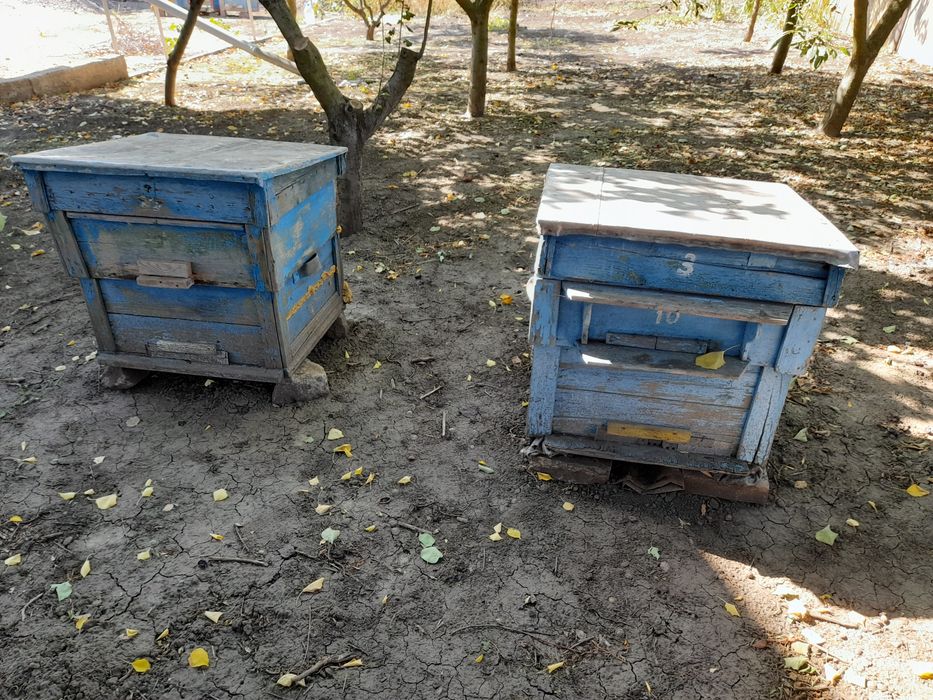 Продам улики для пчёл