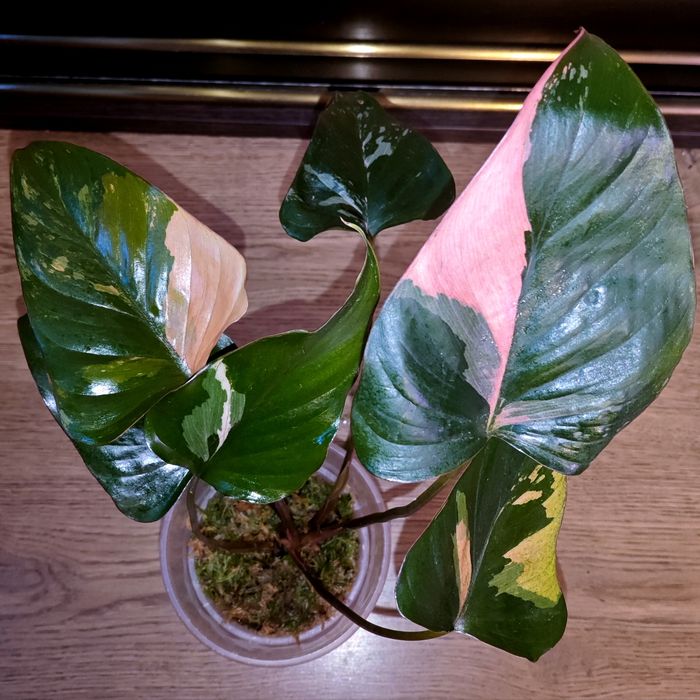 Homalomena Pink Diamond.