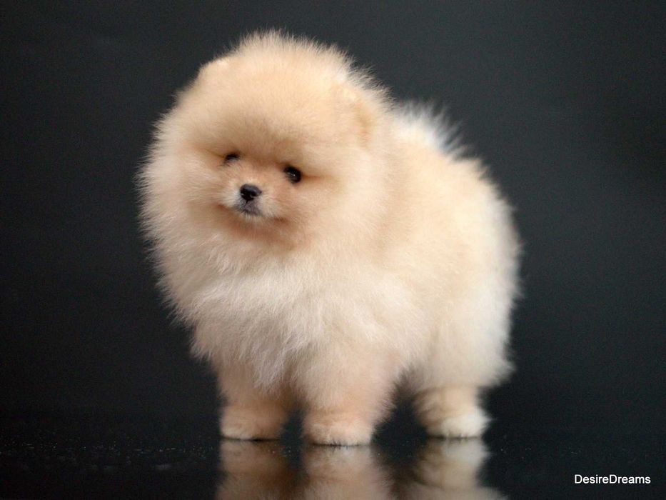 Міні хлопчик померанський шпіц