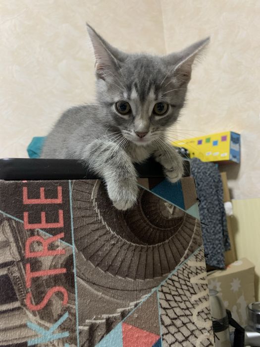 Маленьке кошенятко шукає дім