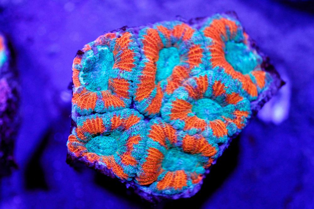 Acanthastrea lordhowensis ok5 główek Fragi 4x4cm FLUOLAMPS.PL WYSYLKI