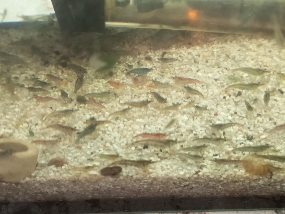 Sprzedam krewetki mix