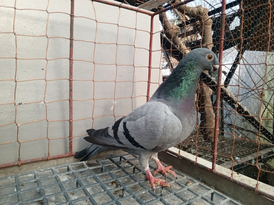 Orlik orliki belgijskie orzełek samica 2024 rok Ptaki gołębie ozdobne