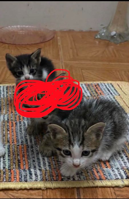 Gatinhos para adoção