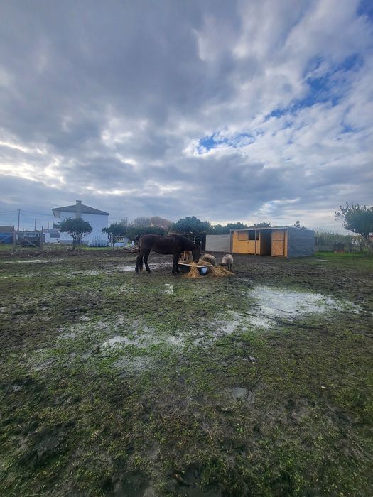 Quinta Bifamiliar ou de Investimento