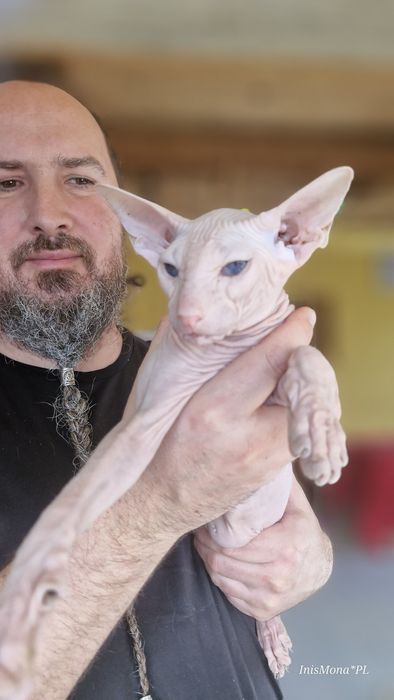 Peterbald, orientalny - kocięta