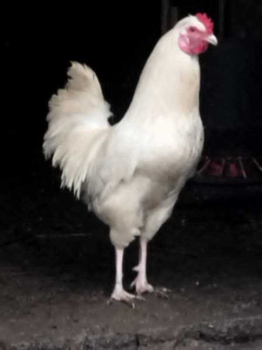 roczne koguty wiejskie ,kaczory sprzedam