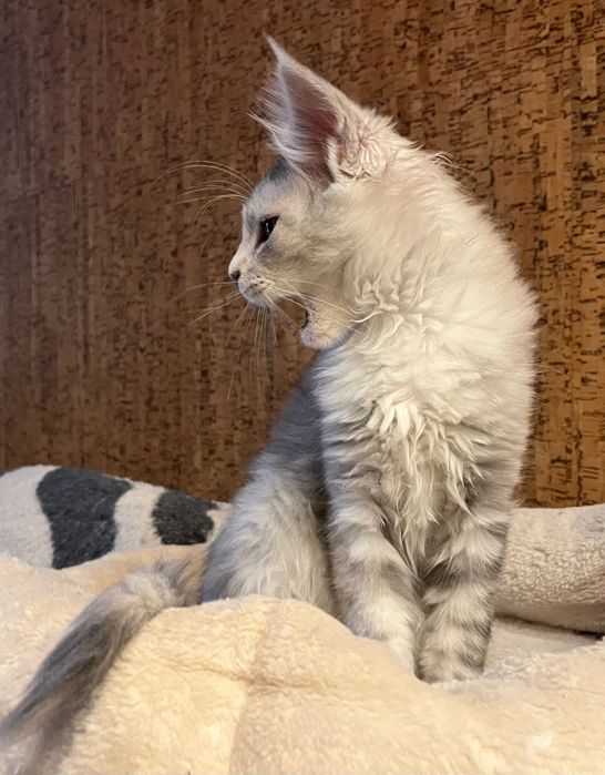Magiczna koteczka Maine Coon SREBRZYSTA SZYLKRETKA