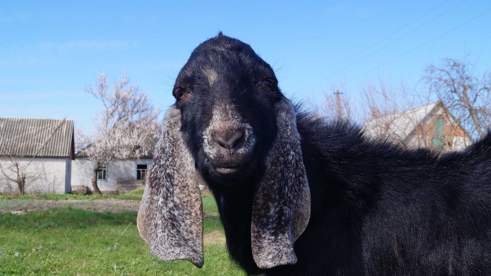 козлята нубійські