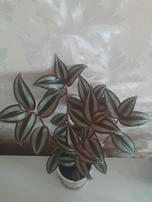 Традесканция  "Зебрина "