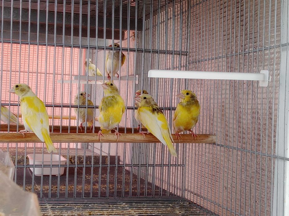 Tenho algumas aves deste ano para vender