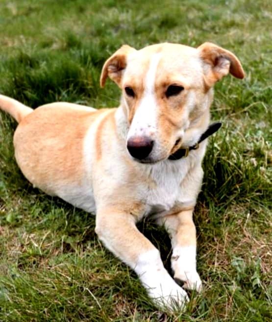 Roczna, piękna, biszkoptowa sunia do adopcji