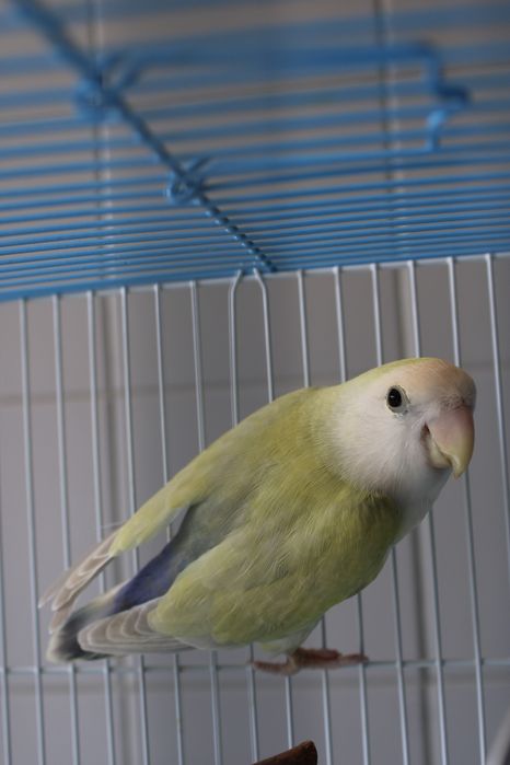 Agapornis roseicollis macho