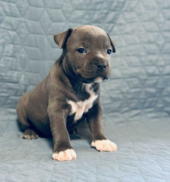 Цуценя АСТ АМСТАФ/ Щенок АМСТАФ АСТ стаффордширский терьер