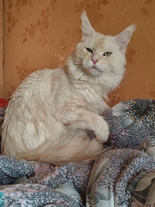 Мейнкун хлопці та дівчата