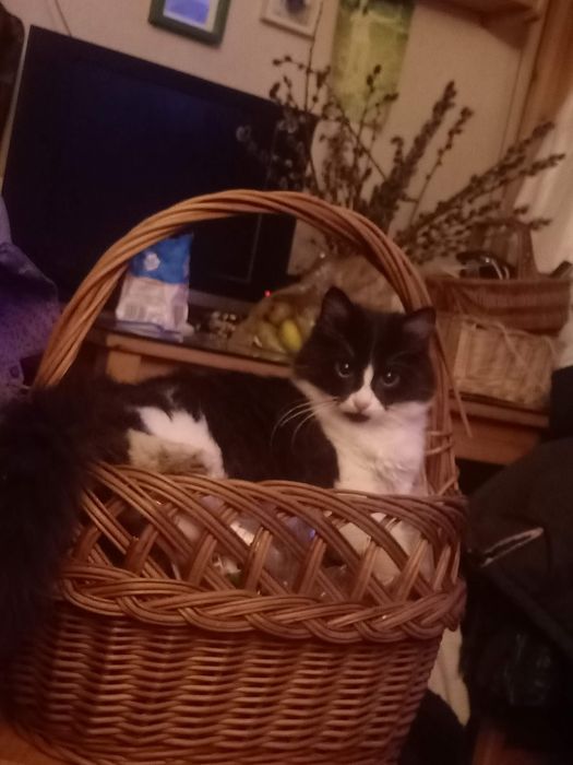 Zagineła kotka około 6 miesięcy temu