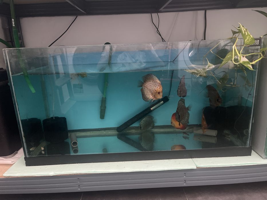 Discus Adultos