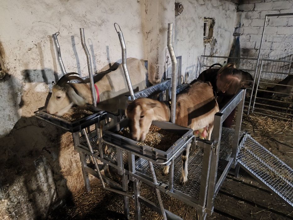 Podest do dojenia koz