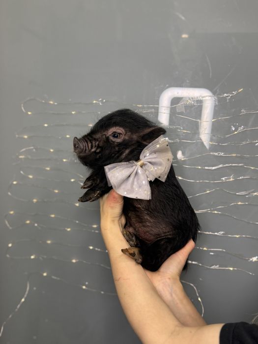 Красунчик міні піг Шварц Піггер