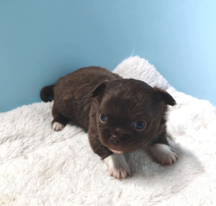 Chihuahua  Macho pelo longo