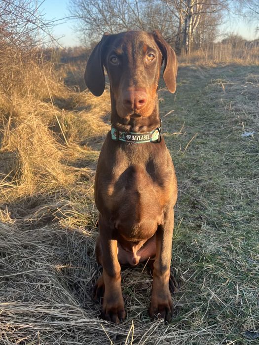 Doberman FCI jedyny taki.