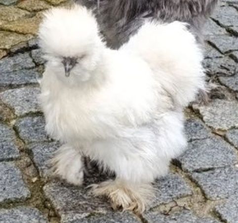 Troco ou vendo galinha sedousa