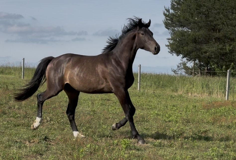 Ogierek Taloubet Z x Numero Uno 2023