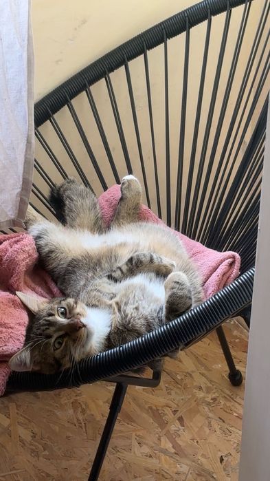 Продам не породистого котика. Все є для кота