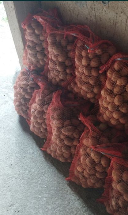 Ziemniaki jadalne  gala na zimę sortowane i pakowanie po 15 kg
