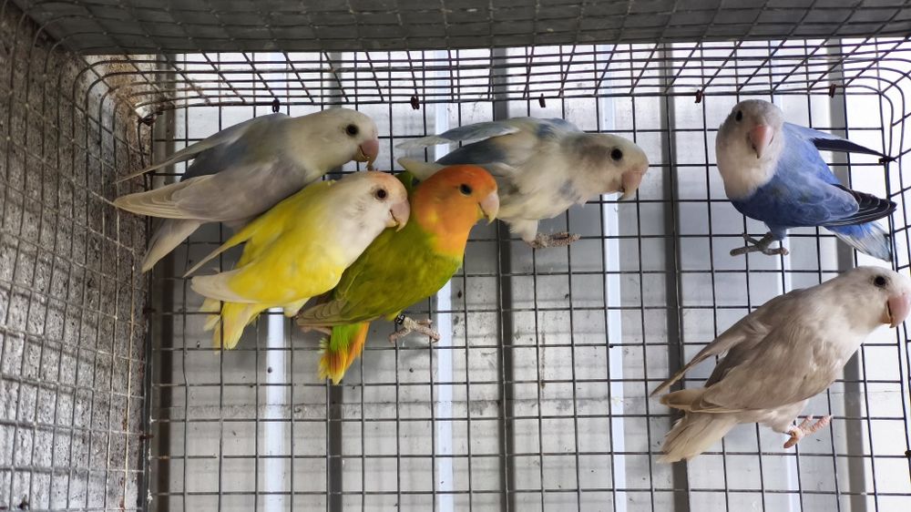 Agapornis roseicollis