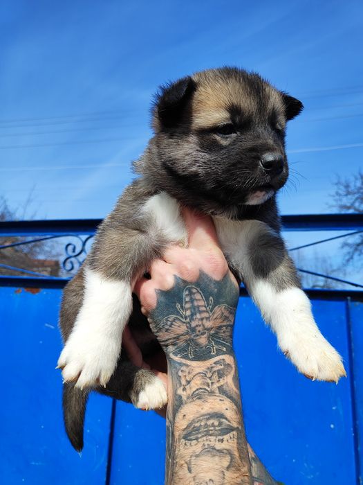 Растем! Крупные!  Породные