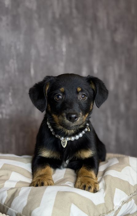 Цуценя Міллі в добрі руки