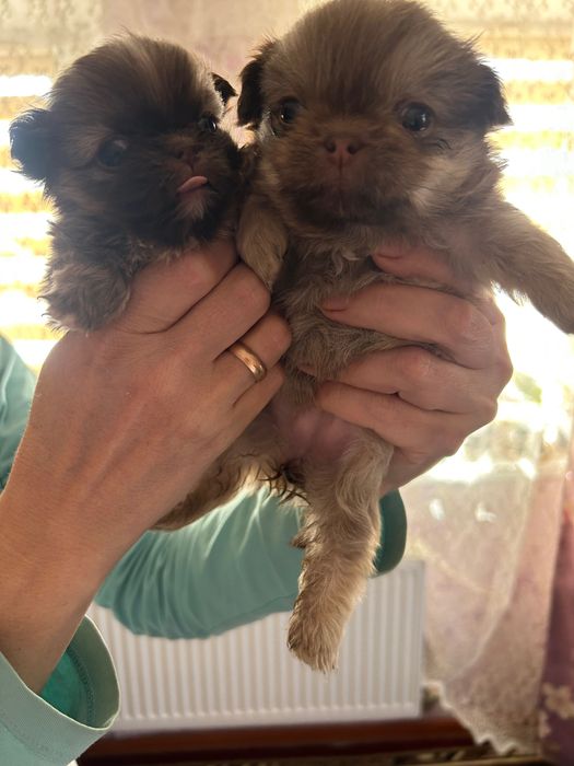 Цуценята Пікінес