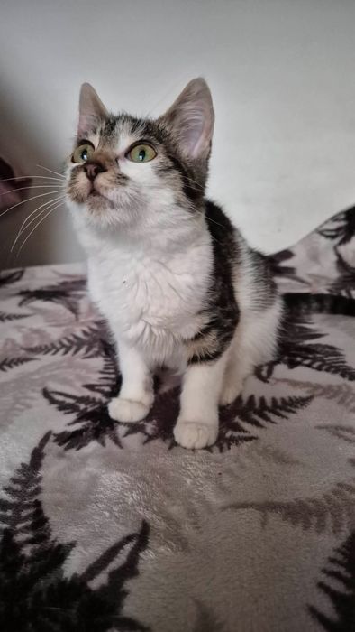 Cudowna kicia do adopcji