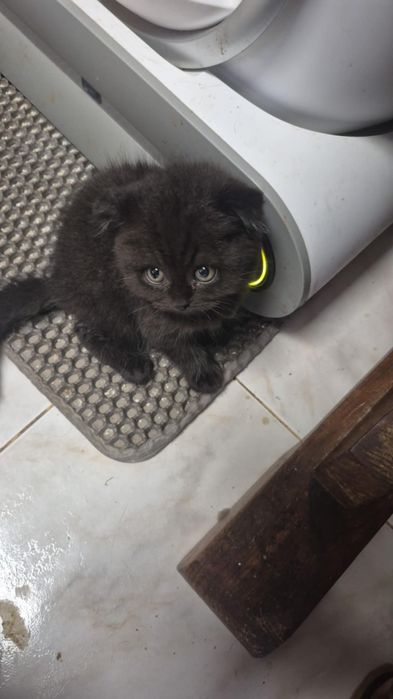 Scottish macho straigth preto