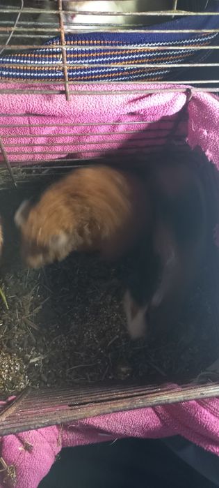 Свинка трехцветная