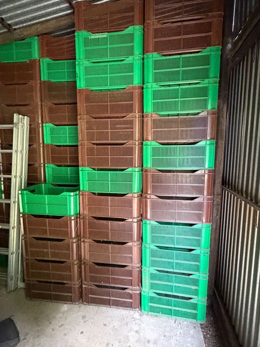 Skrzynki plastikowe 20 kg – 500 szt.