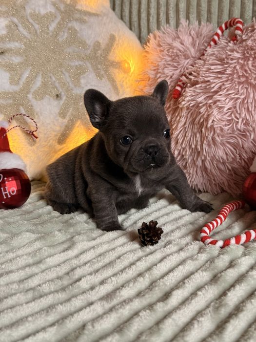 Buldog francuski do rezerwacji