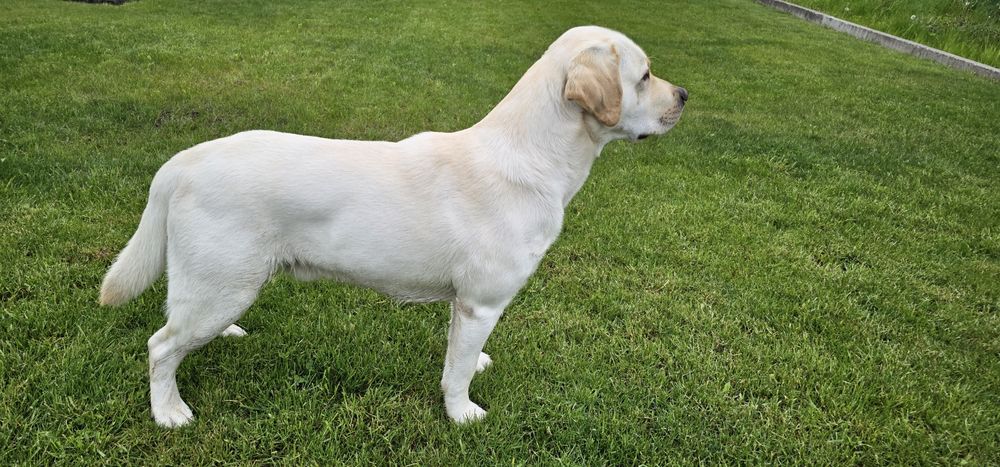 Лабрадор для злучки