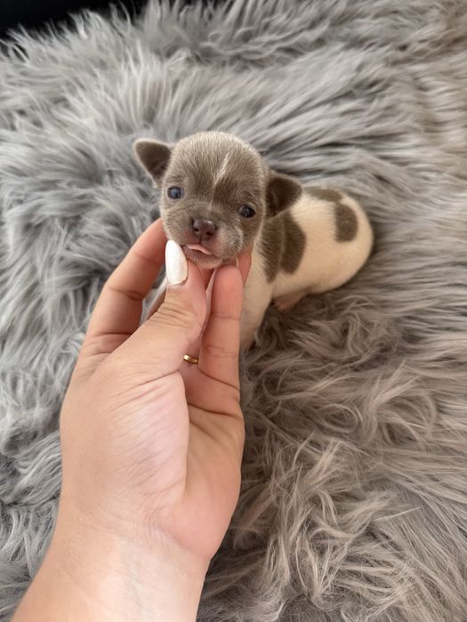 Menina  Chihuahua  lindissima “ de bolso.